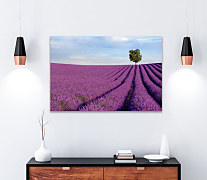 Obraz Levandule 1749